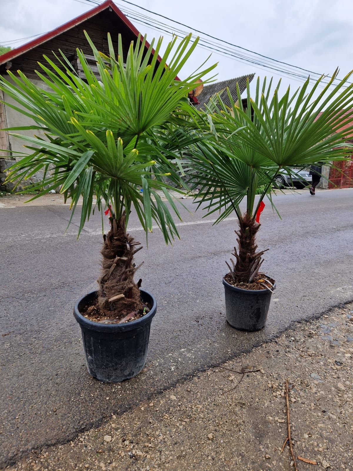 Palmierii trachicarpus Fortunei și cycas revolut