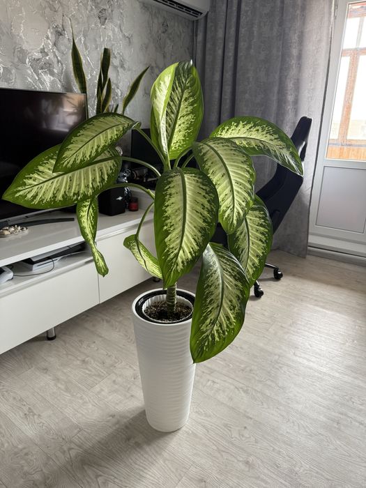 Дифенбахия крупного сорта