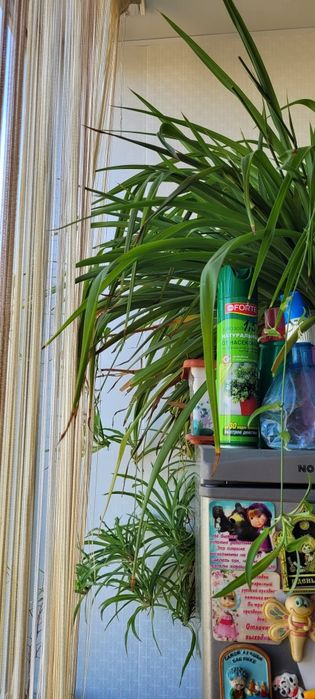 Продам ОТРОСТКИ Хлорофитрума