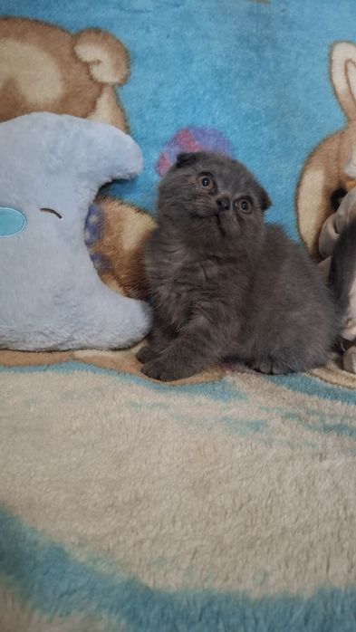 Продается котенок шотландский вислоухий скотиш фолд девочка.