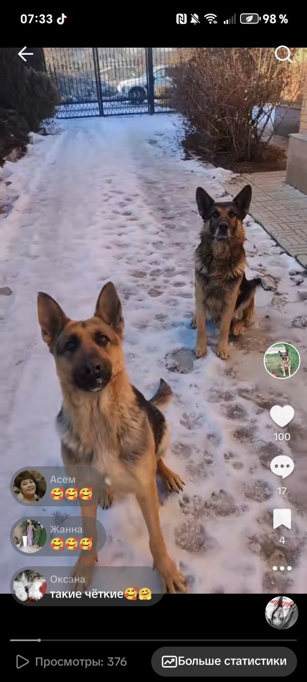 Пропала собачка девочка