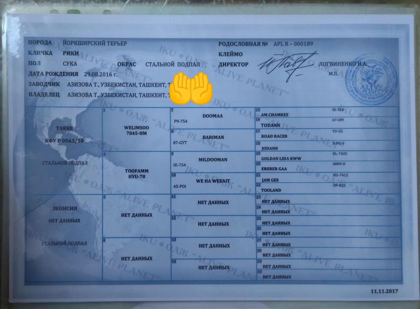 Продам эксклюзивного щенка Бивер и Йорка