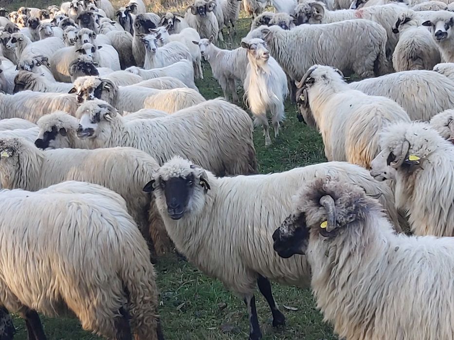 Vand 300 de oi pe ales