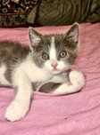 Отдам красивых котят, возраст 2 мес.