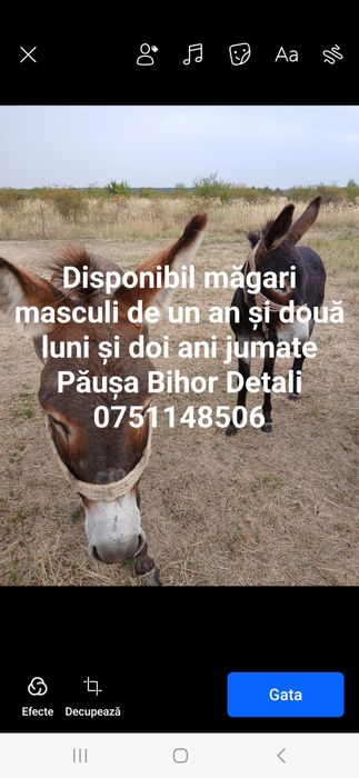 Disponibil  măgari masculi
