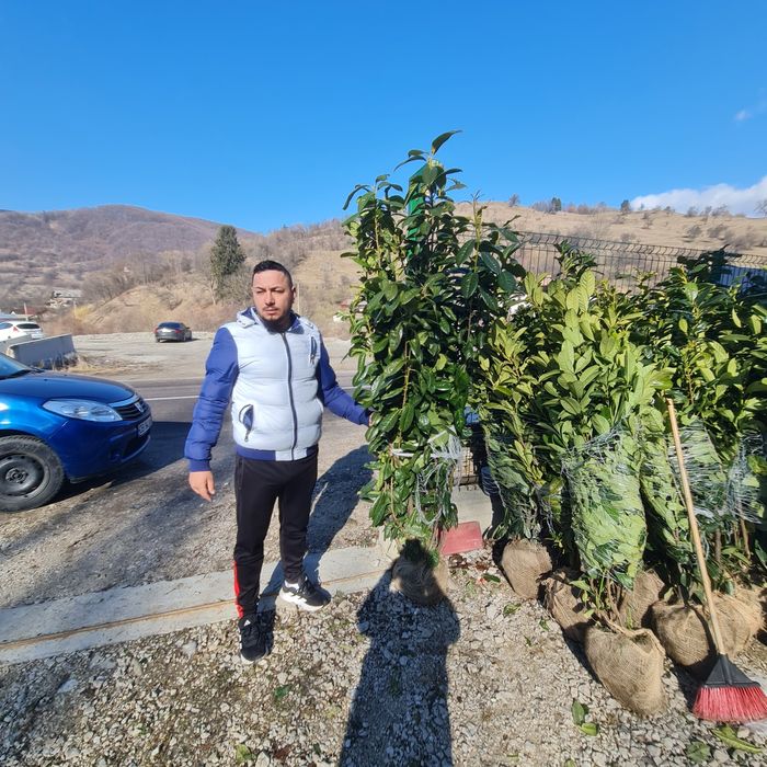 Tuia Leylandi 1,60m