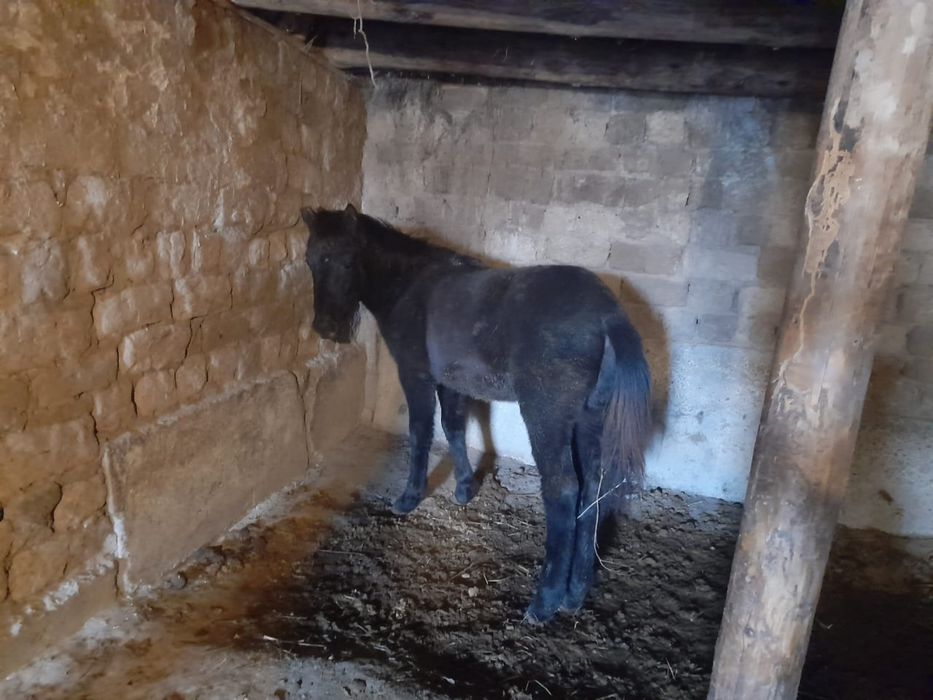 Продам жабағы күйі жақсы май ауданы Саты ауылы