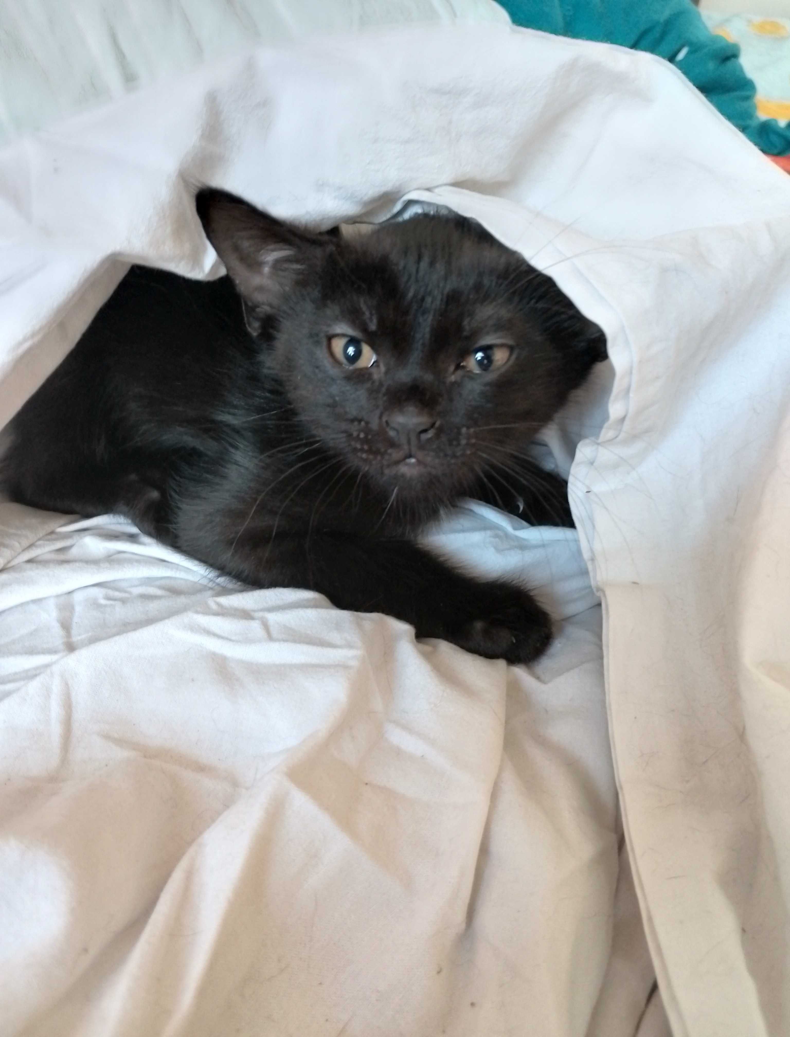 Pisica de adoptie