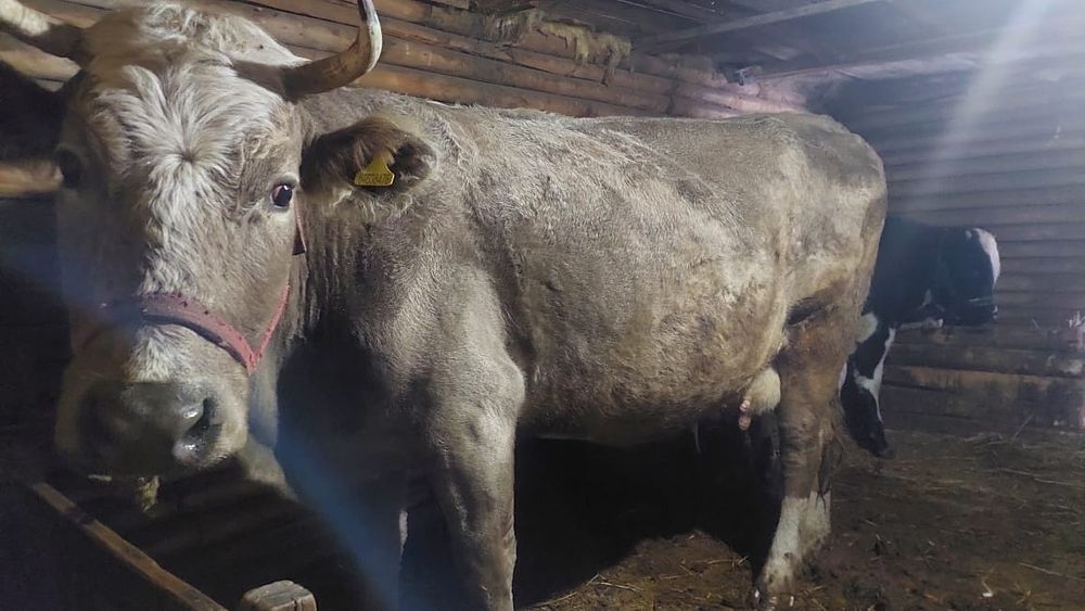 Продам корова молочные