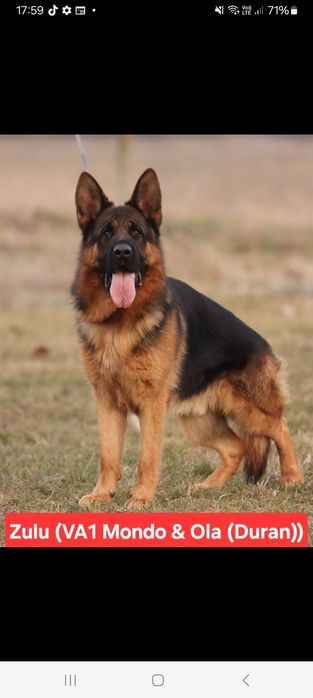 Catei Ciobanesc German