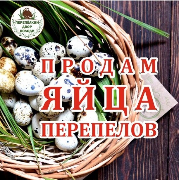 Яйца инкубационные перепелиные.