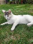 Adoptie donatie pisica