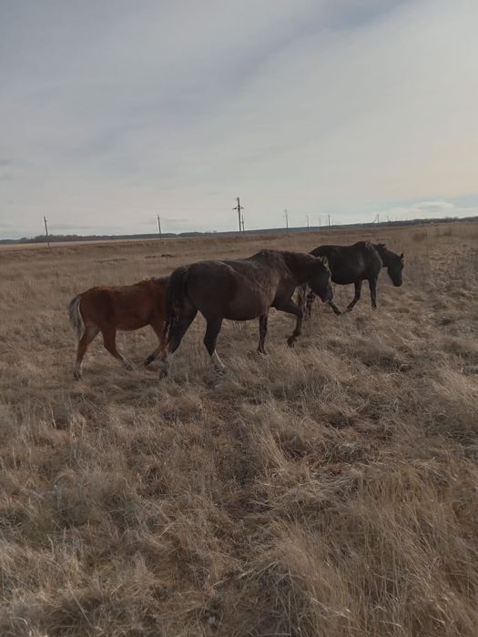 Кобыла с жеребенком