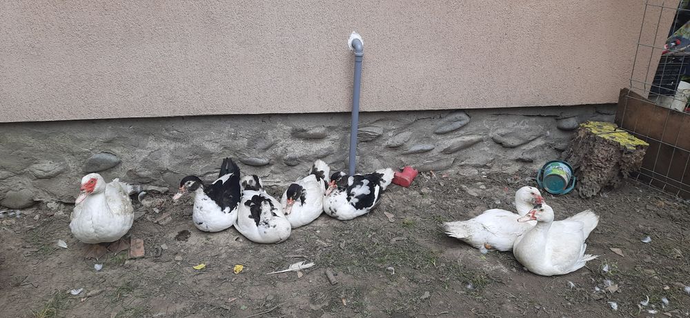 Vând rățoi lesesc!