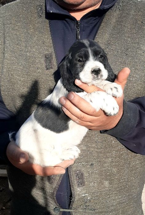 Рус кокер спаниель овчи ит болалари сотилади .