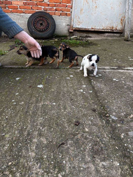 Подарявам кученца