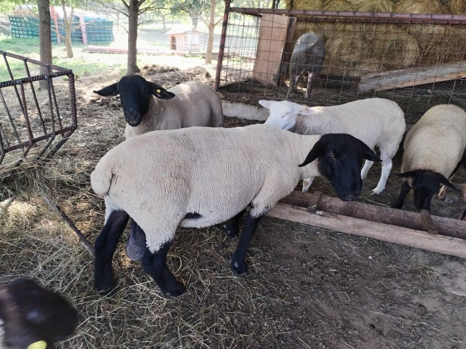 Berbec Sulfoc original