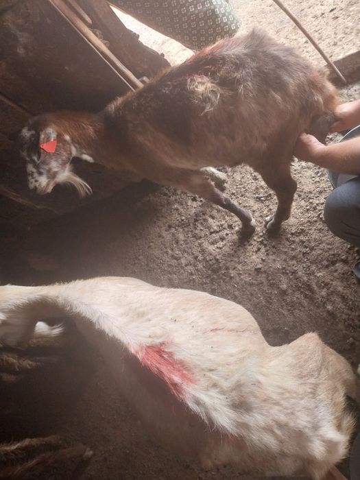 De vânzare 4 oi grase de tăiat și 9 capre