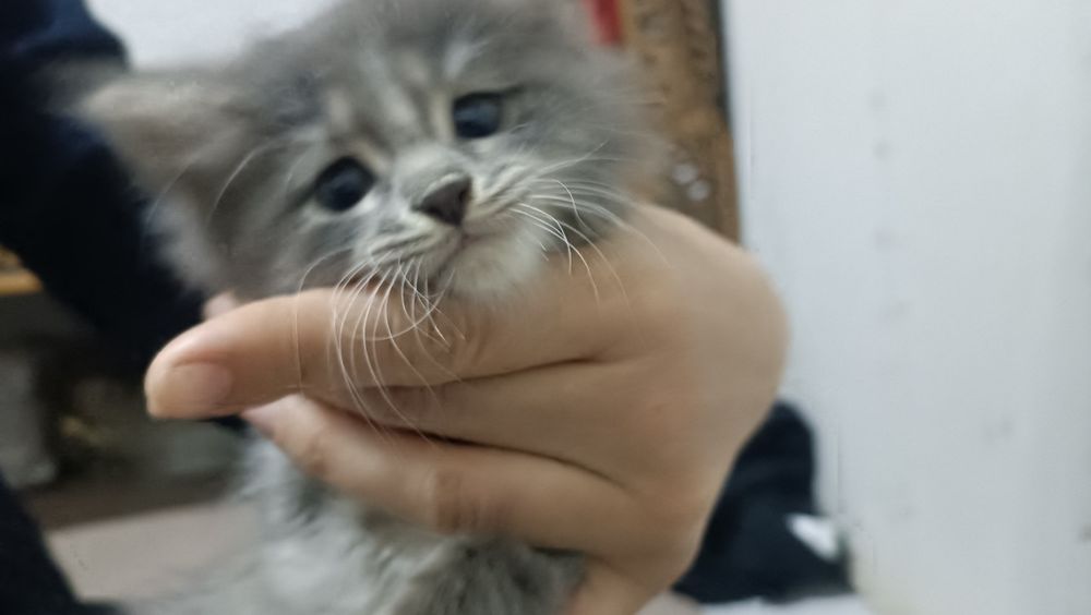 Кошка серая пушистая