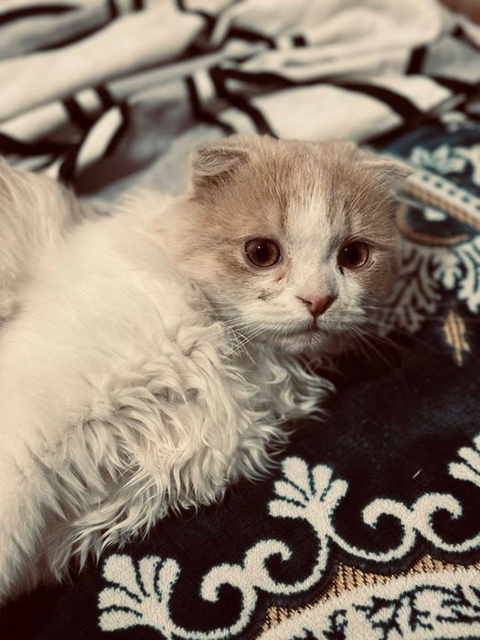 Продается котенок!