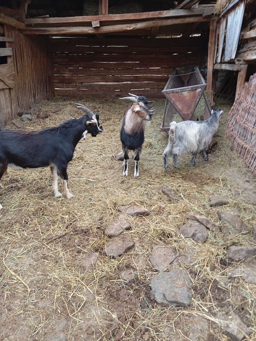 Vând ied la alegere