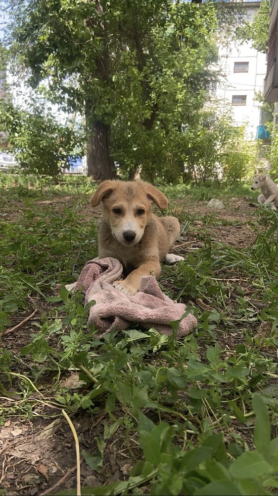 В добрые руки щенята