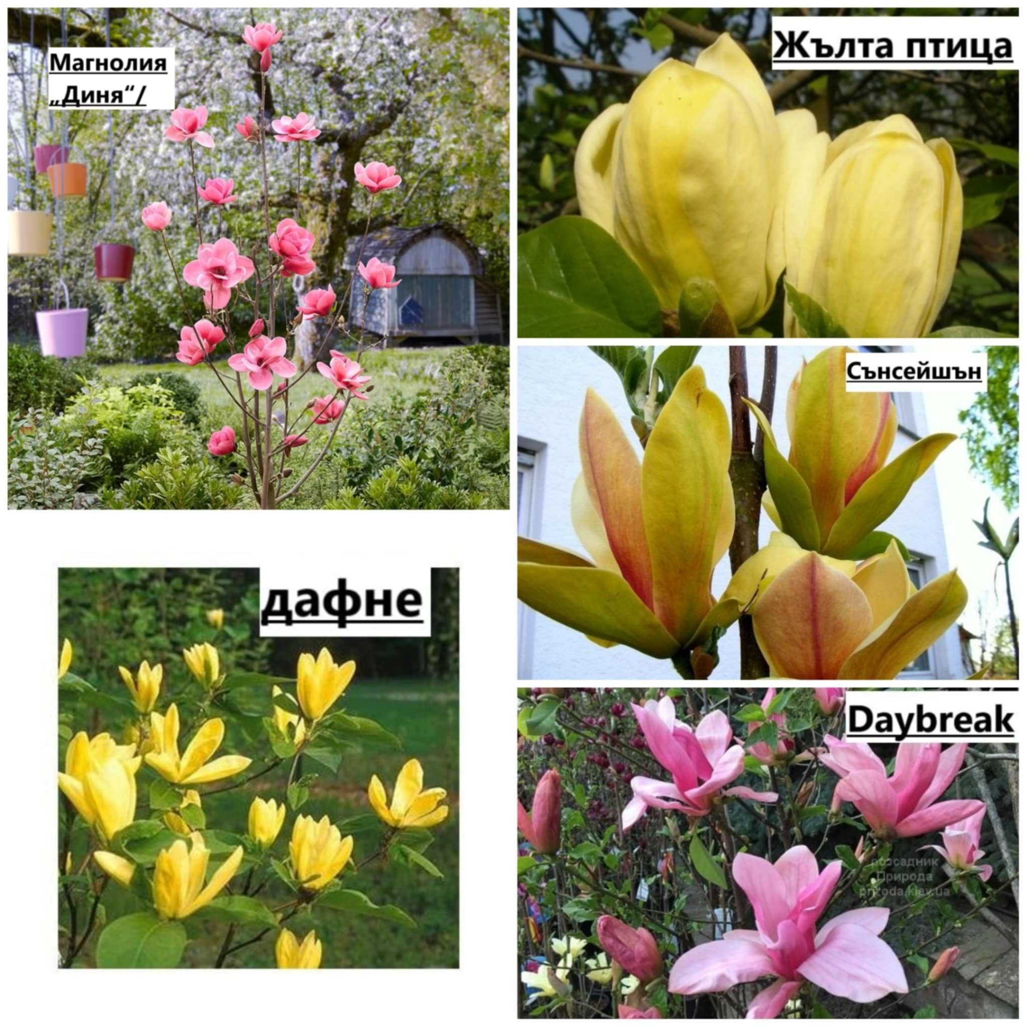 Магнолия - Magnolia НАЛИЧНИ 21 ВИДА Студоустoйчиви