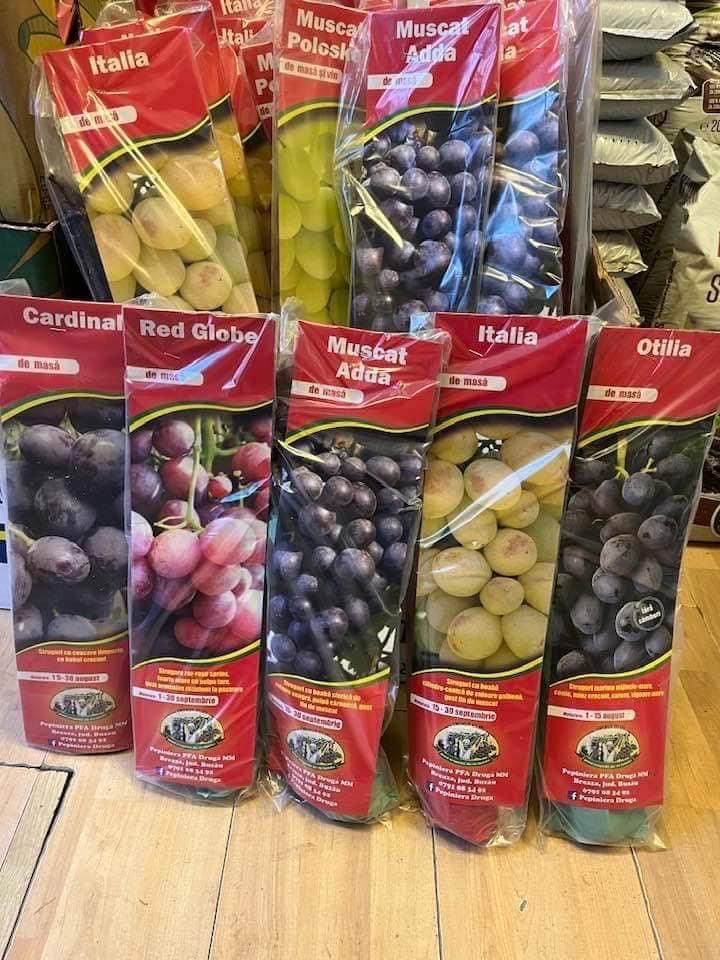 Vita de vie calitativa