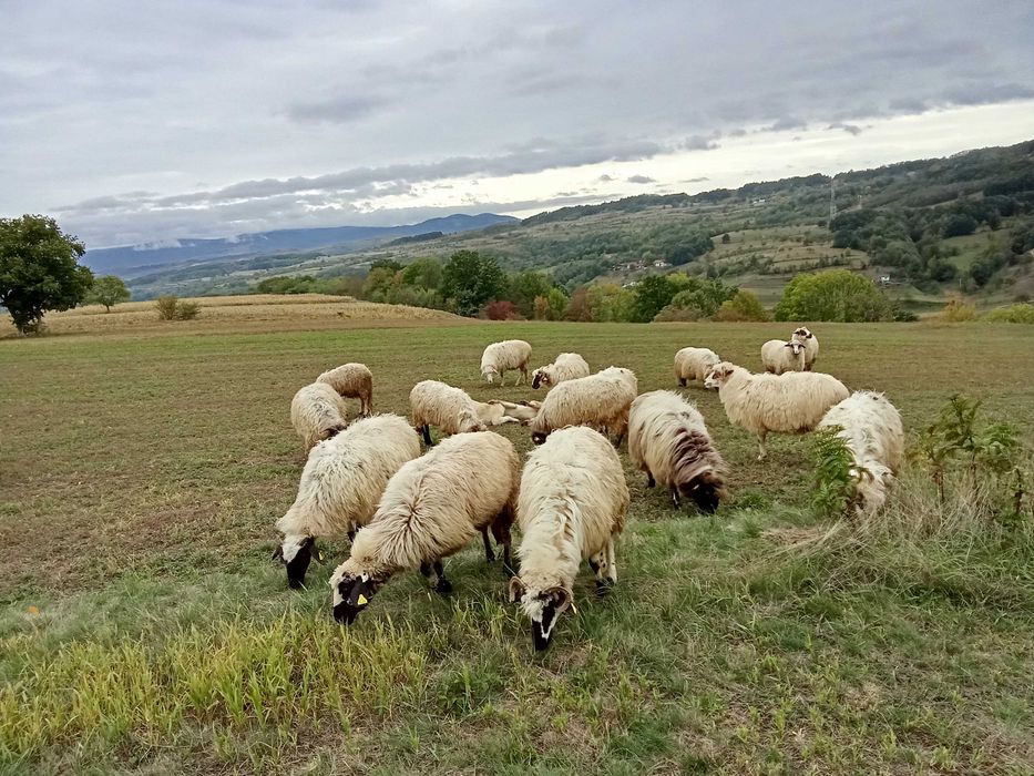 Oi și capre de vanzare