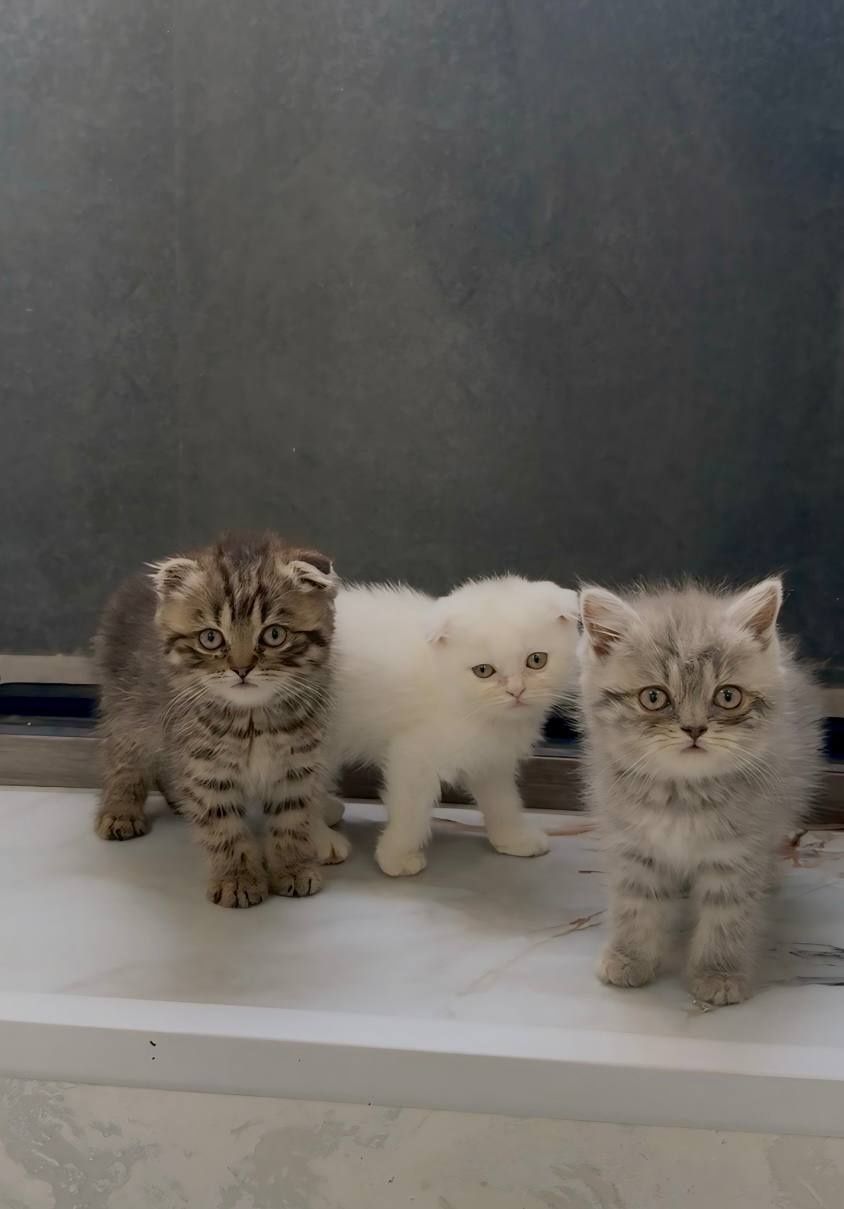 Scottish fold  shinshilla