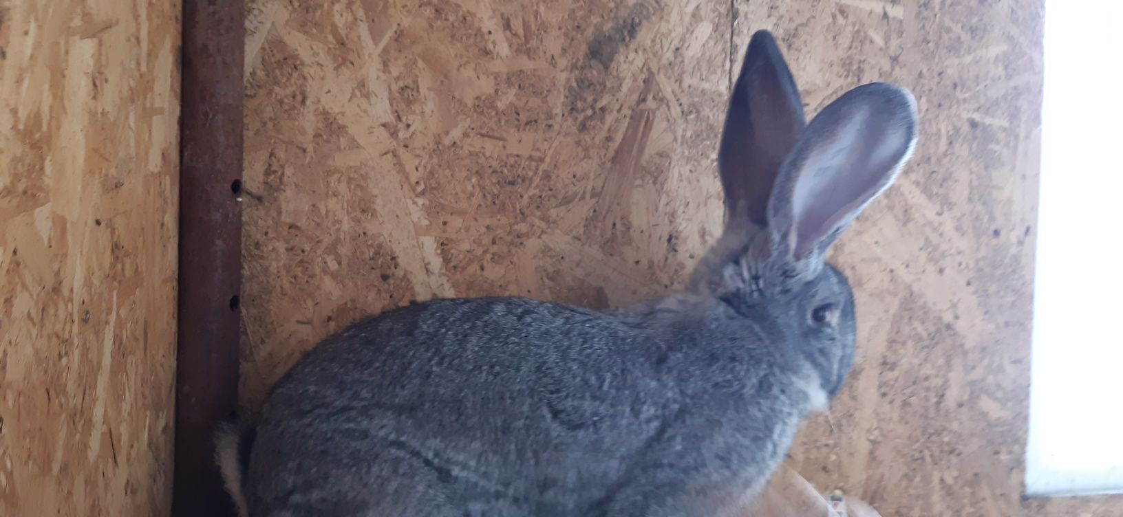 Mascul Urias german chinchilla