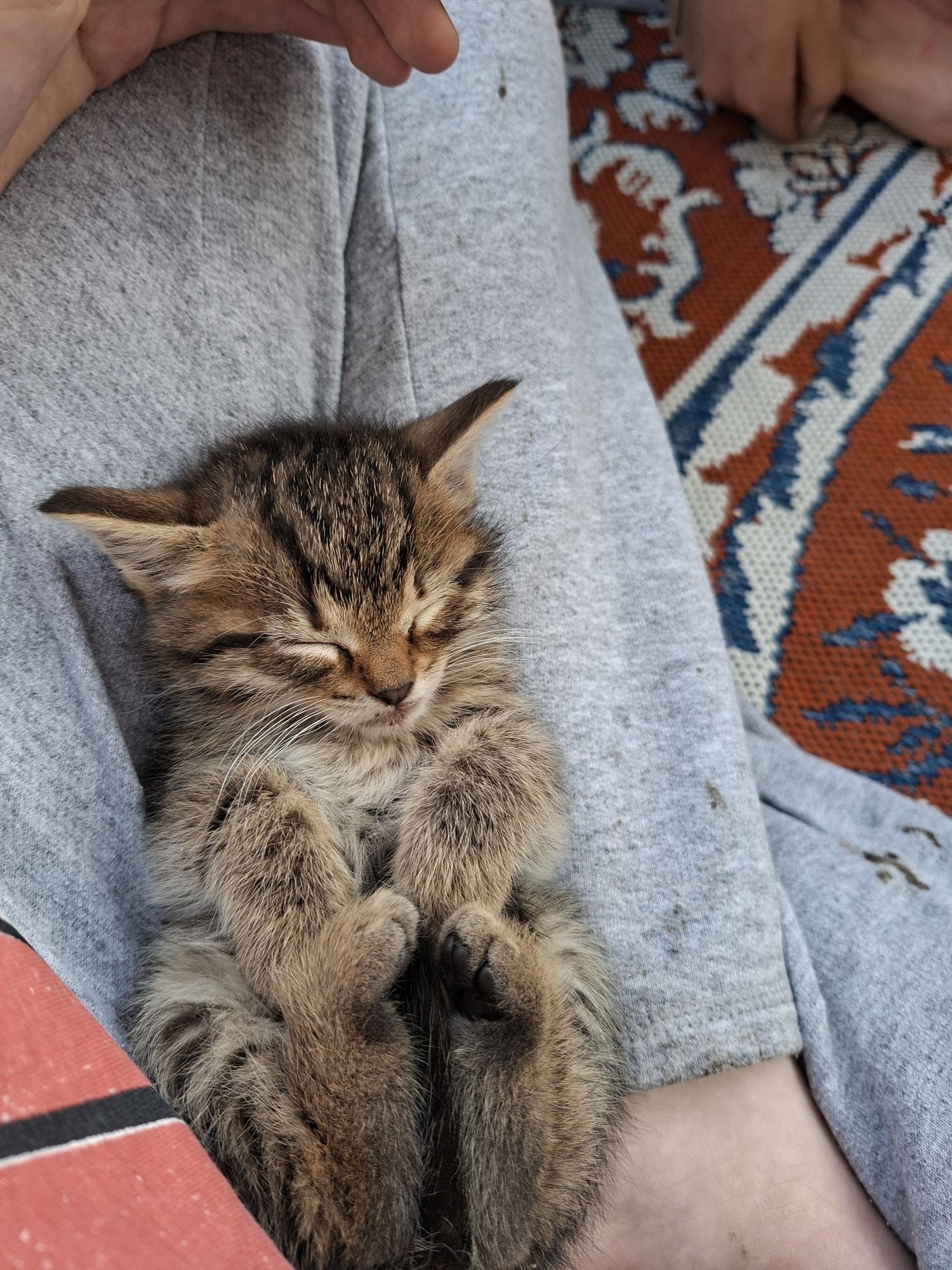 Donez pui de pisică