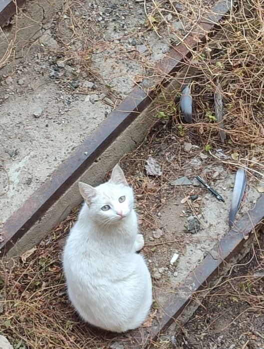 Отдам даром  красивых 2х кошечек