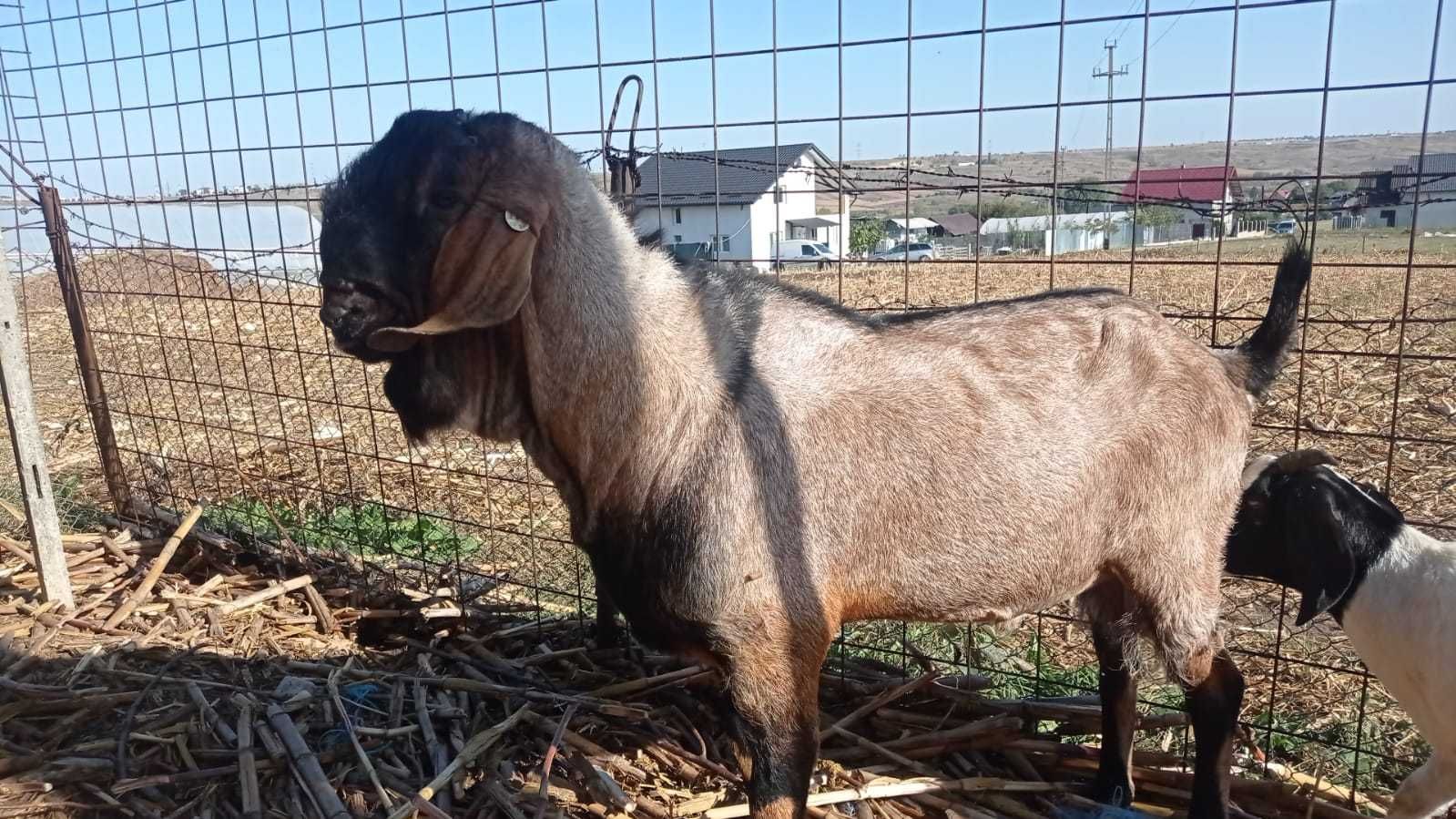 Capra Anglo-Nubiană și Țapi Anglo-Nubian, Boer, Saanen