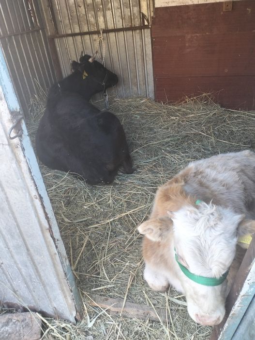 Срочно продам корову с теленком.