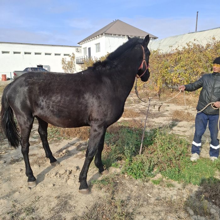 Продаётся кунан лошадь