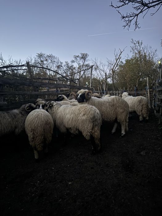 Oi de vanzare santoase