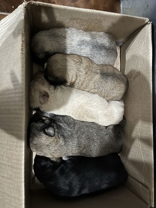 Отдам щенят бесплатно