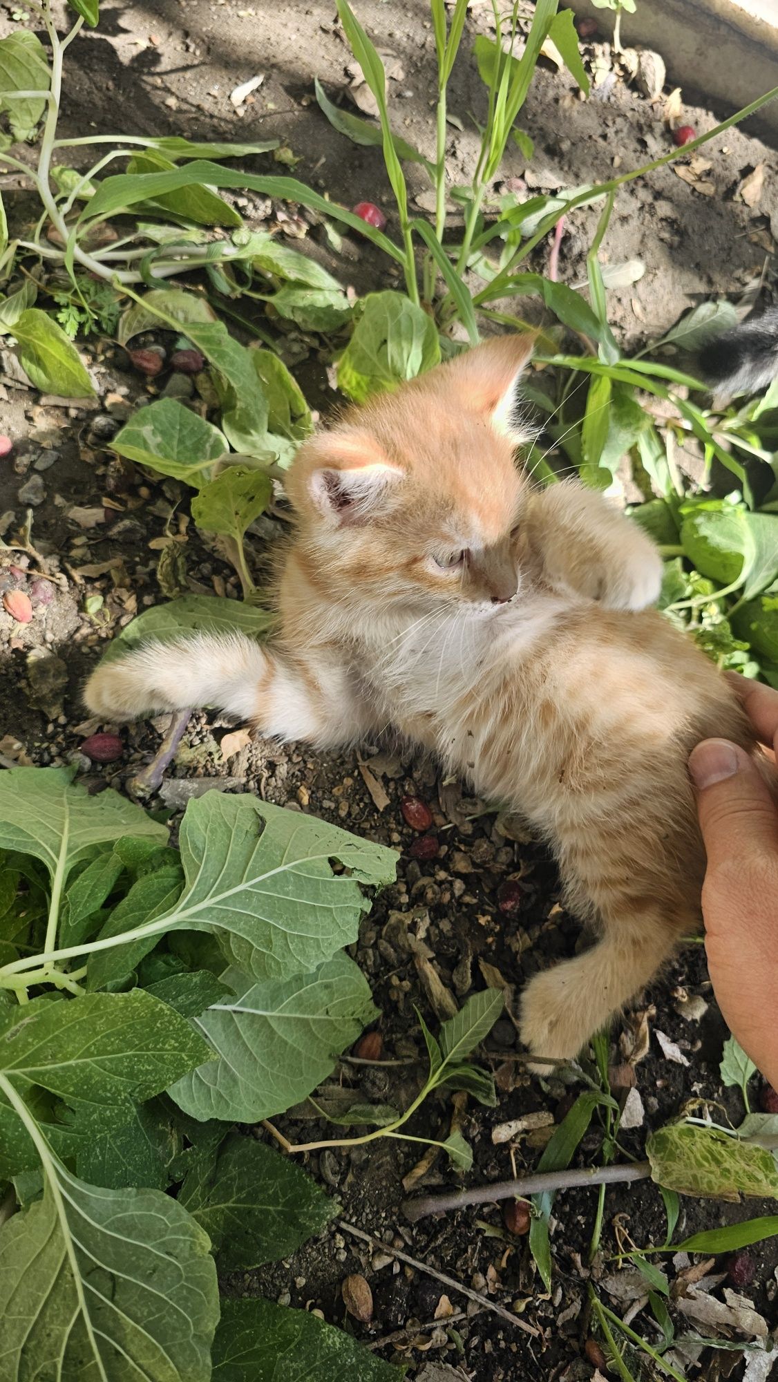 Отдам домашние котята кошки даром