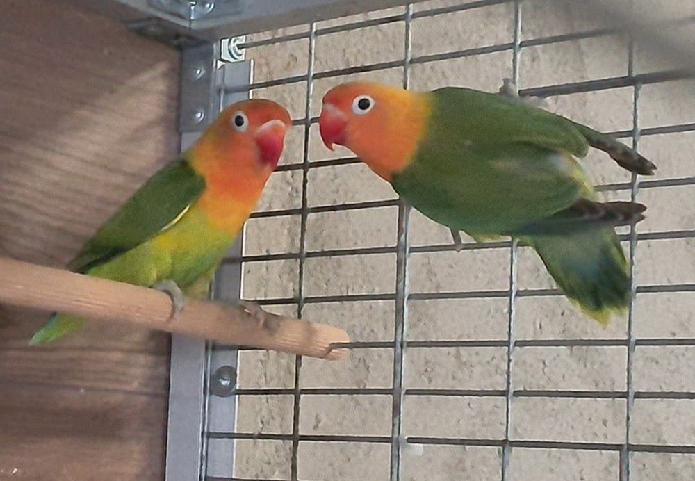 Vand papagali Agapornis Fischeri - Lovebird !