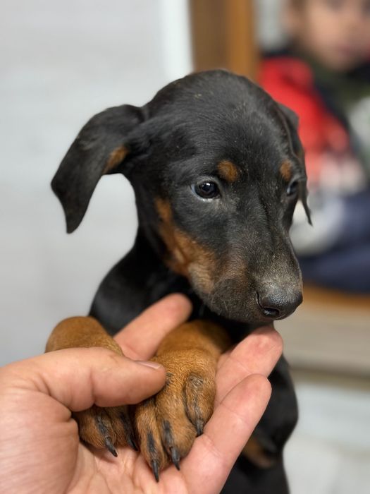 Чистокръвни добермани