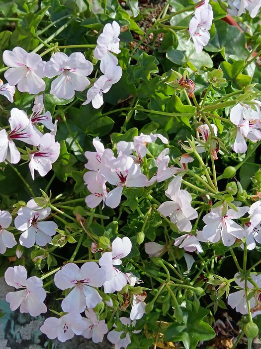 Пеларгония плющелистная Самертайм.