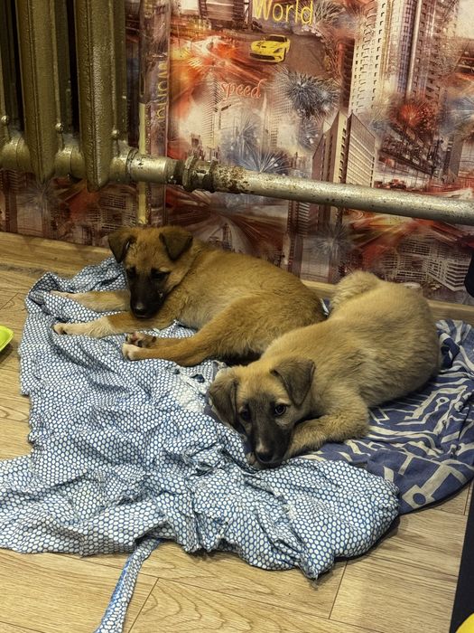 Отдам щенков в добрый руки .