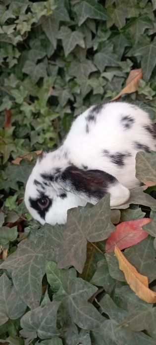 Баран зотли куён