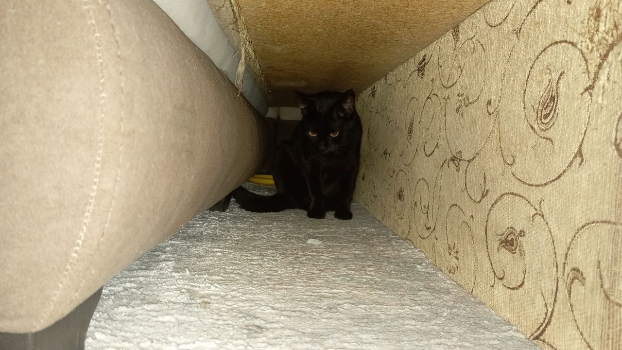 Отдам в хорошие руки