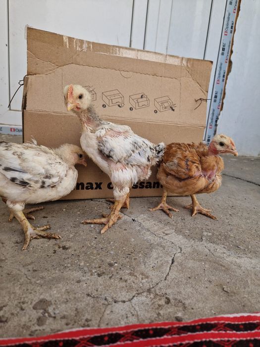 pui de vânzare-judetul Constanta