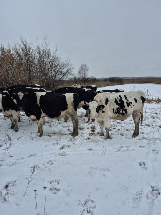 Продам бычков 14 штук.