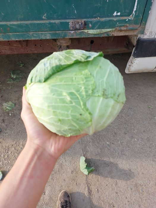 Varza plata pentru murat