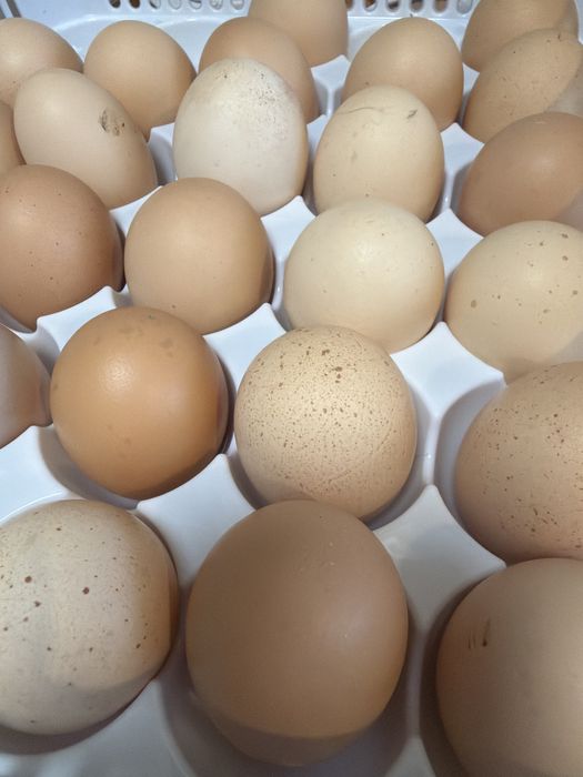 Vand oua Australorp pt incubat