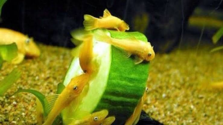 Анциструс сом своего разведения